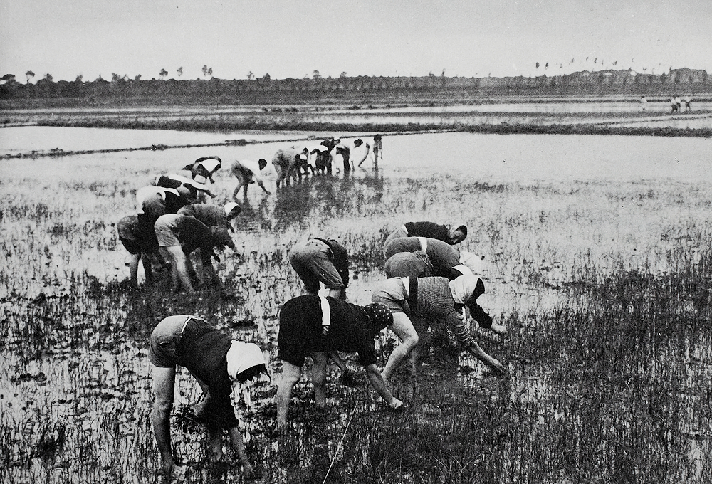 Black and white photo of many women hunched over in the rice paddies of northern Italy, collecting the crop.