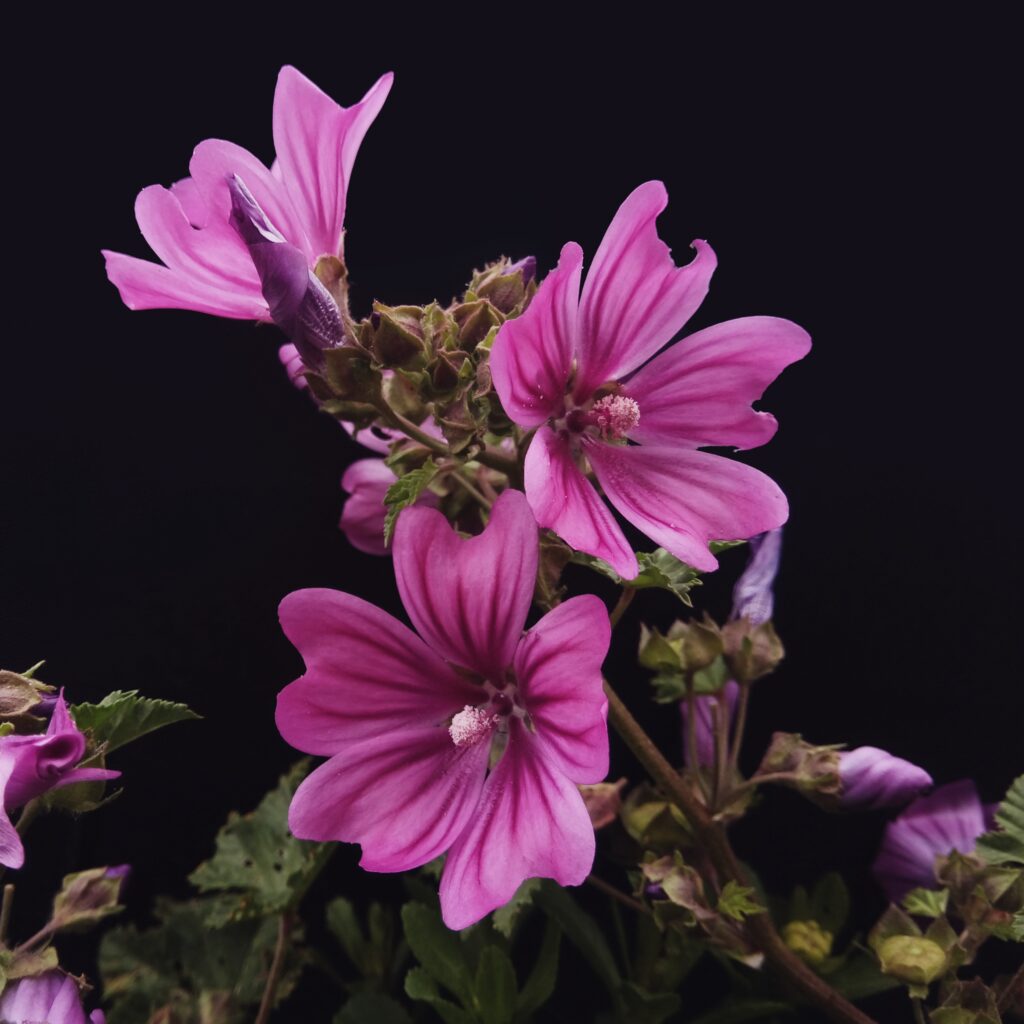 Photo of a igorous plant with showy flowers of bright mauve-purple, with dark veins on a black background.
